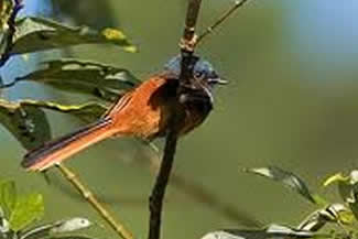 Blauwkopwaaierstaart - Rhipidura cyaniceps Blauwkopwaaierstaart - Rhipidura cyaniceps